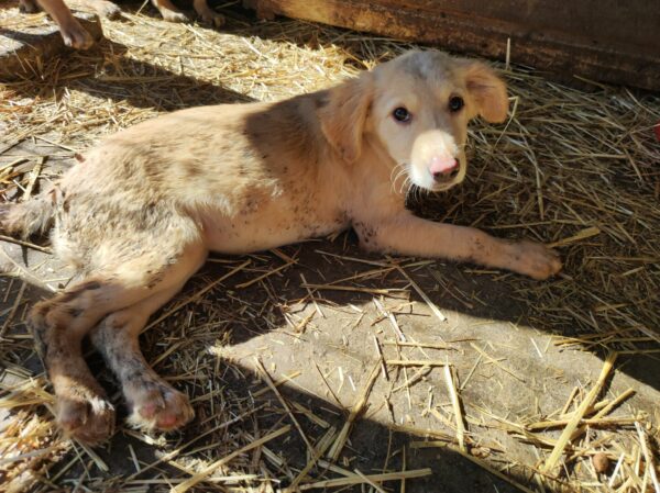 MOLLIE (*Hope) - med. Notfall - auf Pflegestelle in PLZ 3 vermittelt – Bild 4