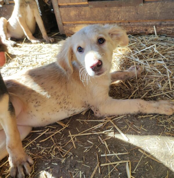 MOLLIE (*Hope) - med. Notfall - auf Pflegestelle in PLZ 3 vermittelt