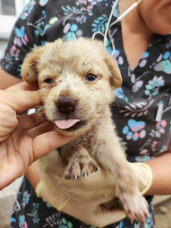 MOLLIE (*Hope) - med. Notfall - auf Pflegestelle in PLZ 3 vermittelt – Bild 8
