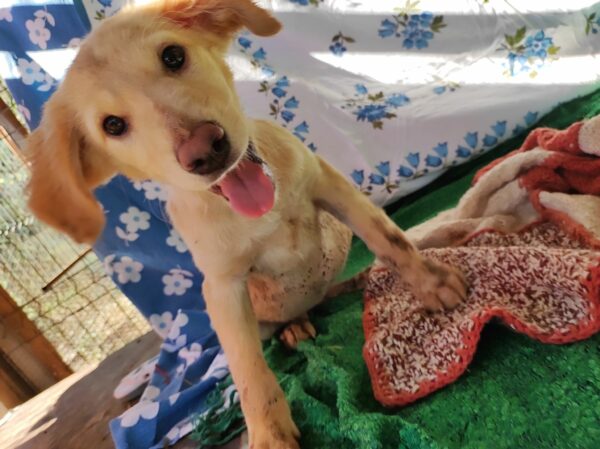 MOLLIE (*Hope) - med. Notfall - auf Pflegestelle in PLZ 3 vermittelt – Bild 5