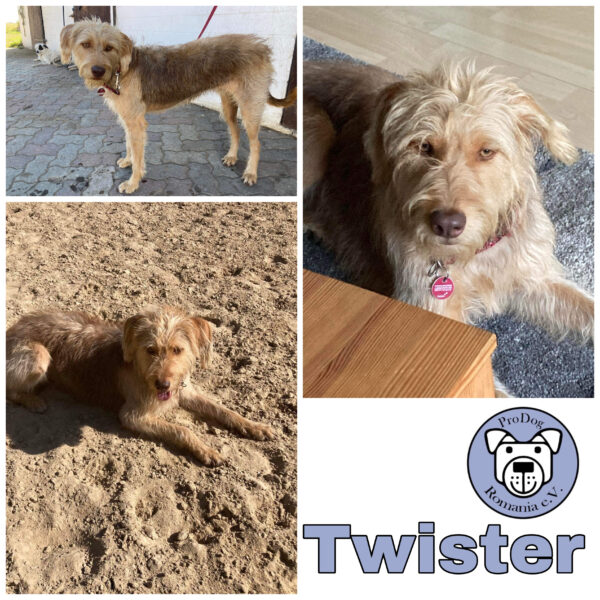 Twister in 24354 Rieseby *vermittelt*