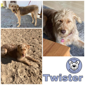 Twister in 24354 Rieseby *vermittelt*