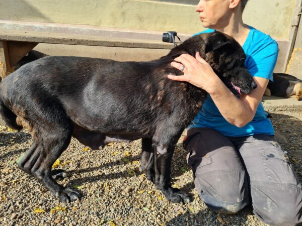 LIESL - auf Pflegestelle als Gnadenplatzhund - ausgereist – Bild 4