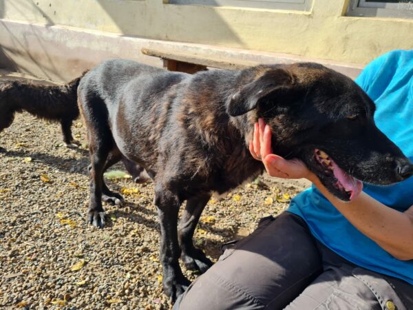 LIESL - auf Pflegestelle als Gnadenplatzhund - ausgereist – Bild 2