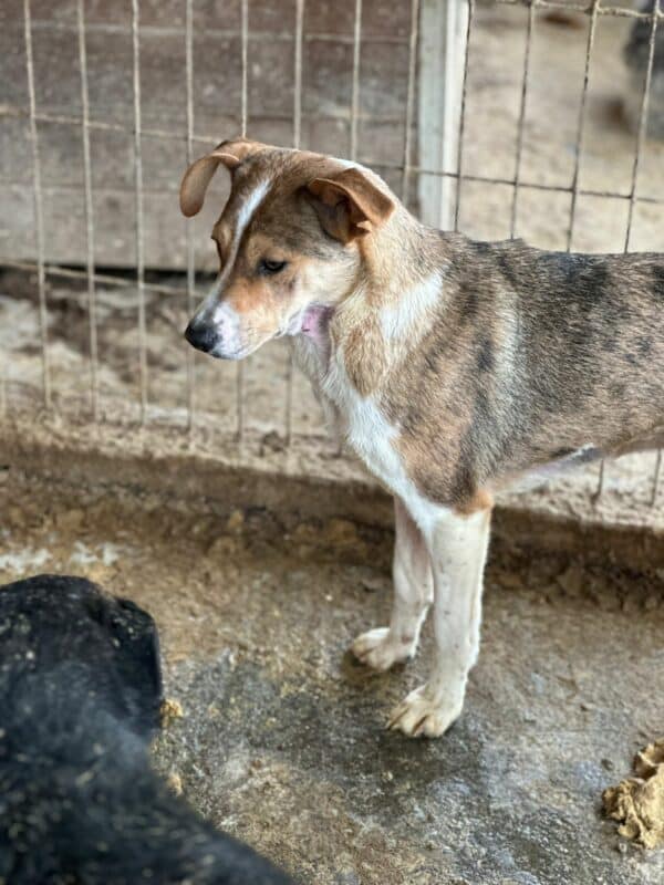 DUCHESS (♀) – Bild 13