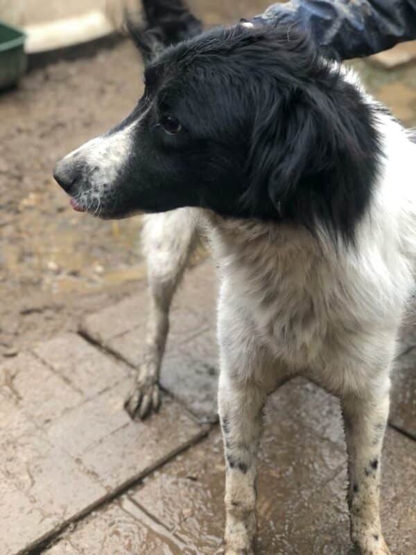 PAQUITO - Notfall - blind! - ausgereist zum Kinder- und Tierschutzhof Hahnenberg – Bild 8