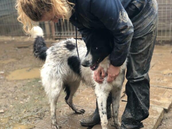 PAQUITO - Notfall - blind! - ausgereist zum Kinder- und Tierschutzhof Hahnenberg – Bild 9