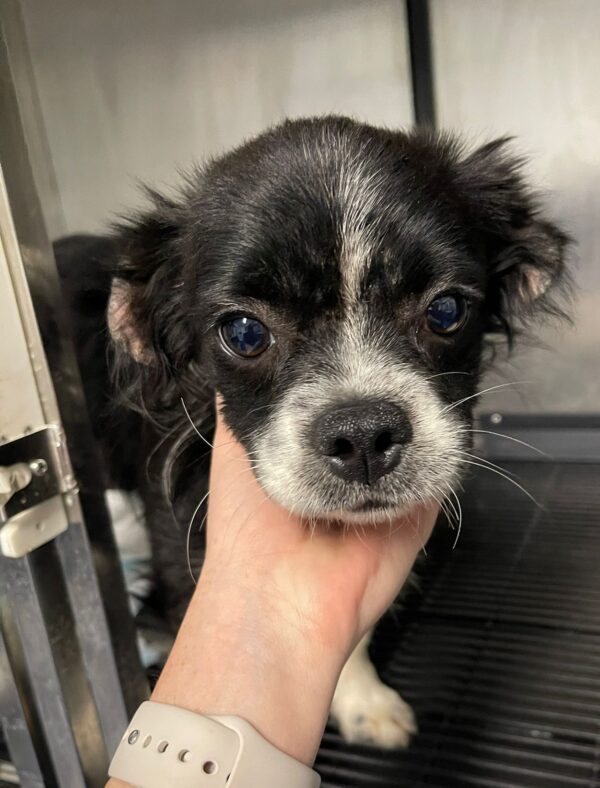 CHICCO - reserviert Tierhilfe Lebenswert DR (10.10.) - vermittelt