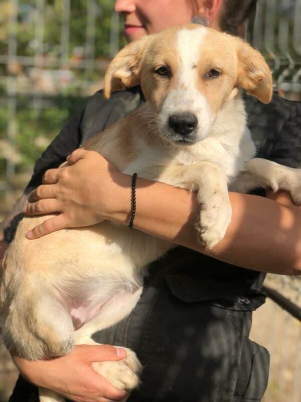 SINJA - reserviert 4animals vermittelt