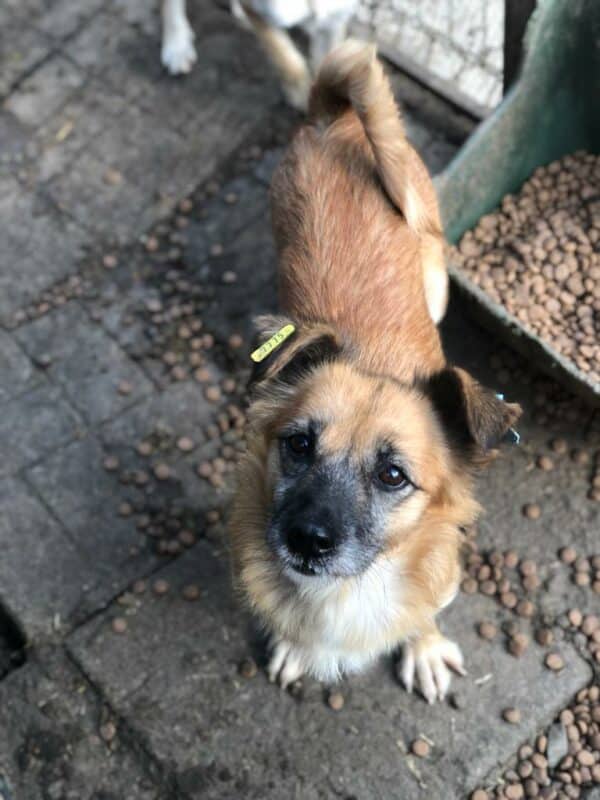 ELVIRA - auf Pflegestelle in PLZ 3 *vermittelt*