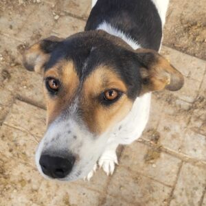 AMAYA - reserviert Betty - vermittelt