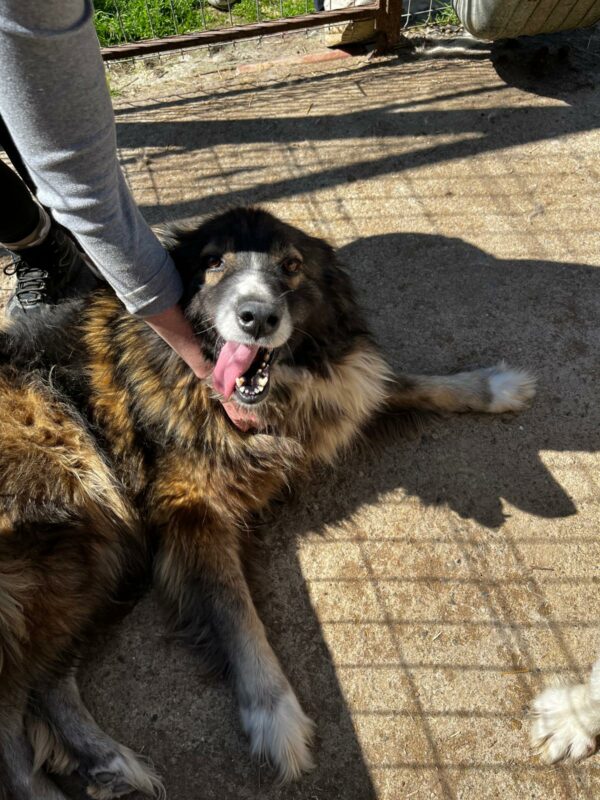 SANYA (♀) – Bild 4