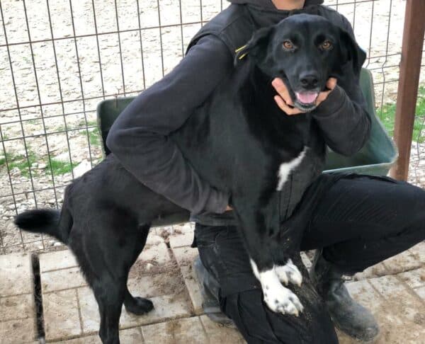 GISELA - auf Pflegestelle in PLZ 5 *vermittelt*