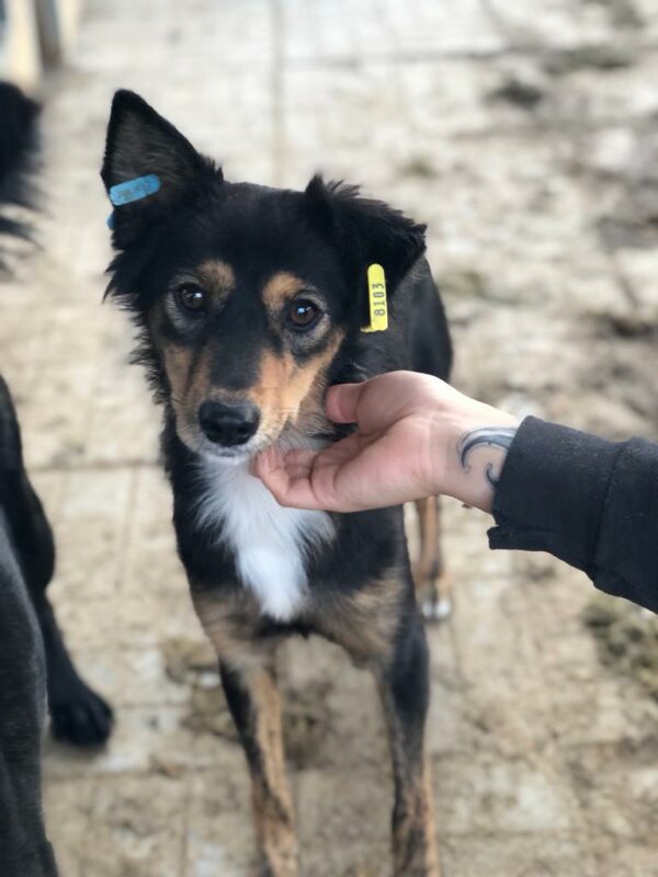 TILLY - auf Pflegestelle in PLZ 6 vermittelt