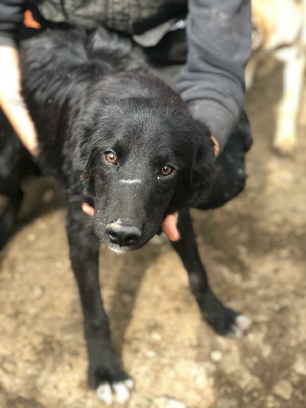 MIK - reserviert Hundescheune Fläming vermittelt
