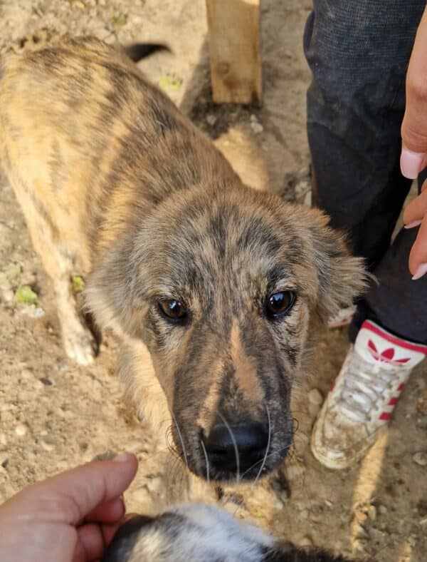 FINNY - reserviert Tierhilfe Lebenswert DR 21.10. - vermittelt