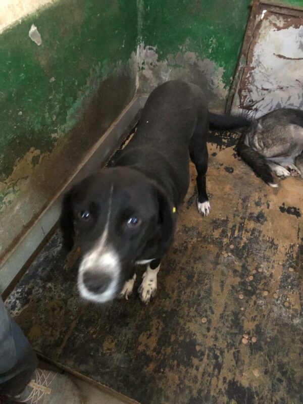 SAFIRA - seit mind. 10/2022 im Vetkennel! - reserviert Vierbeiner in Not - vermittelt – Bild 5