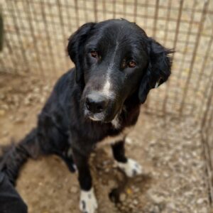 FELI - reserviert Kinder- und Tierschutzhof Hahnenberg - vermittelt