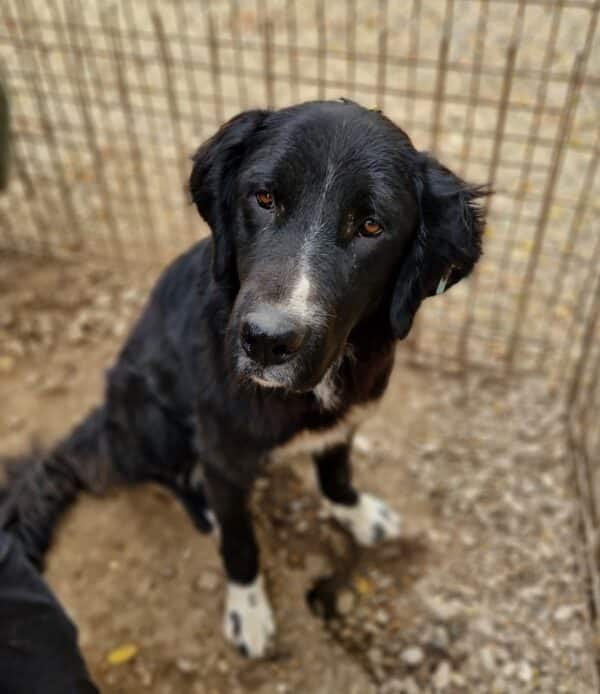 FELI - reserviert Kinder- und Tierschutzhof Hahnenberg - vermittelt