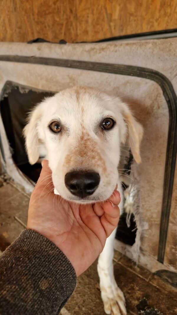 HEIDI - reserviert Hundescheune Fläming vermittelt