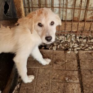 CHARLOTTE - sollte sehr zeitnah ausreisen - reserviert Hundescheune Fläming vermittelt