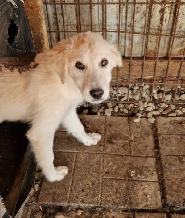 CHARLOTTE - sollte sehr zeitnah ausreisen - reserviert Hundescheune Fläming vermittelt
