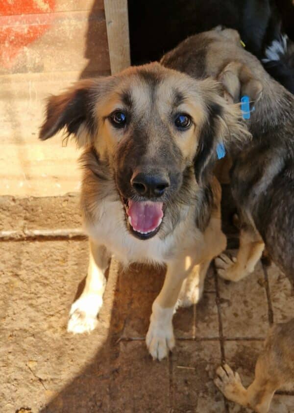 MOANA - kommt im Kennel nicht gut zurecht, ist zu bereits dünn - sollte dringend ausreisen! - reserviert Lika Schneider DR 24.10 - vermittelt