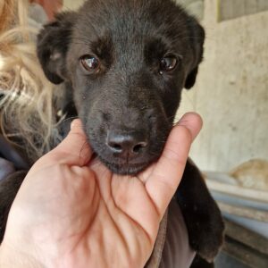PIPSI - reserviert für Tierhilfe Lebenswert vermittelt