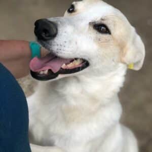 SARIY - reserviert Betty - vermittelt