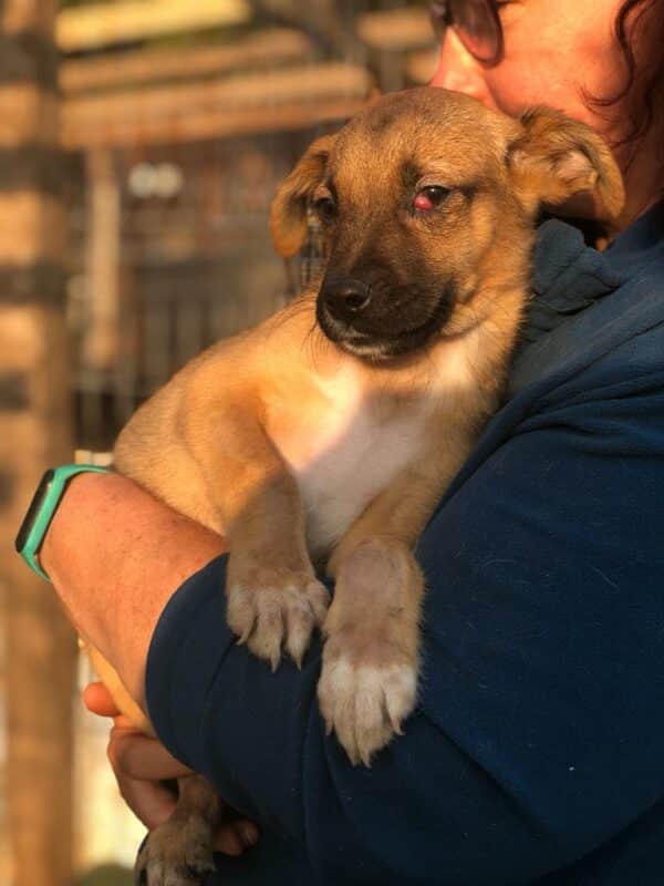 TANE - Notfall (durchtrittig + Cherry Eye) - reserviert TH Burgdorf vermittelt – Bild 5