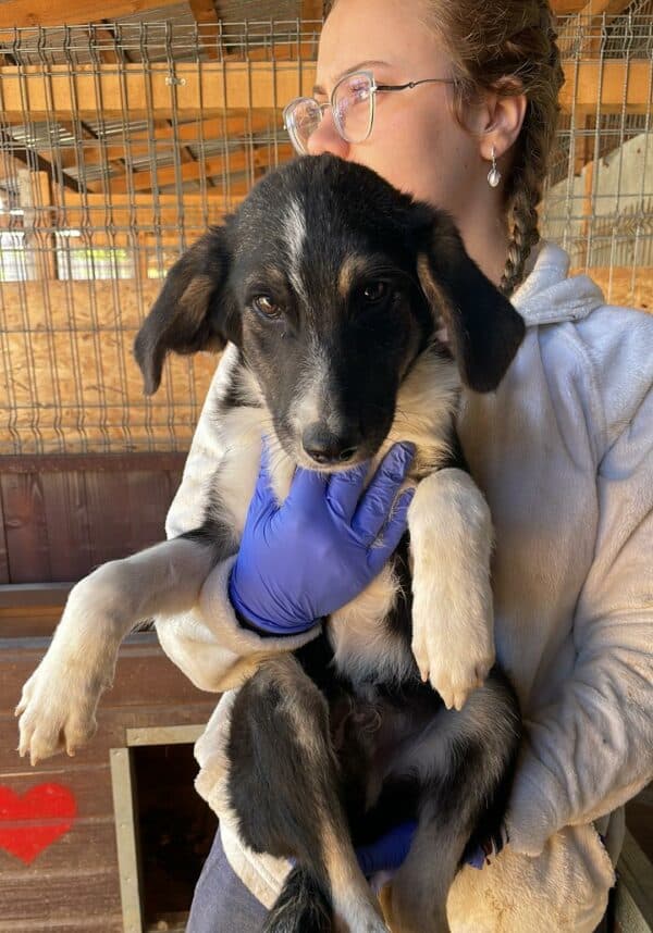 TOVI - bereits unsicher - reserviert Betty - vermittelt – Bild 6