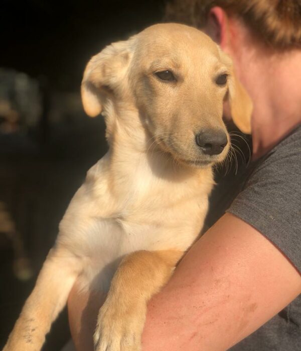 DAISY - reserviert NiWi - vermittelt – Bild 2