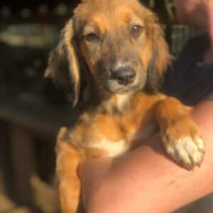 SUNSHINE - reserviert Arche Noah Bidingen vermittelt