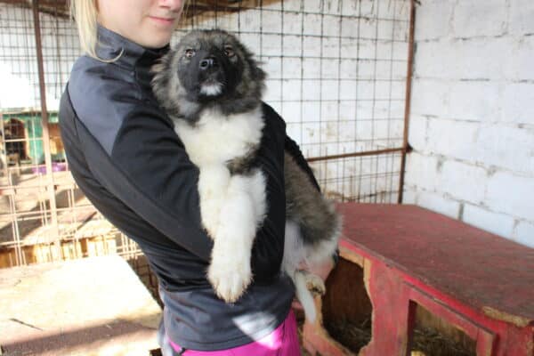 FLUFFY - reserviert LS - vermittelt