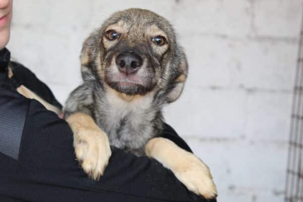 SINY - reserviert Tierhilfe Lebenswert DR 03.11. - vermittelt