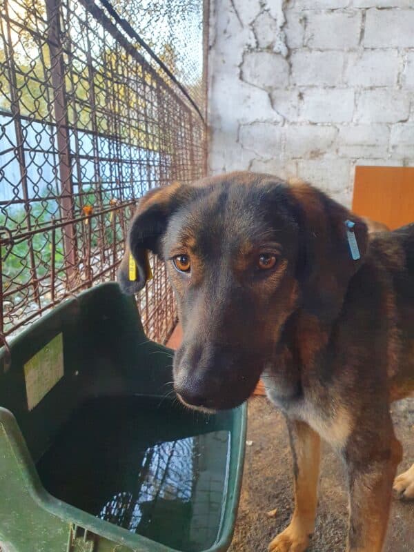 EDITH - Notfall - Mobbingopfer - reserviert Tierhilfe Lebenswert DR 13.11. - vermittelt – Bild 2