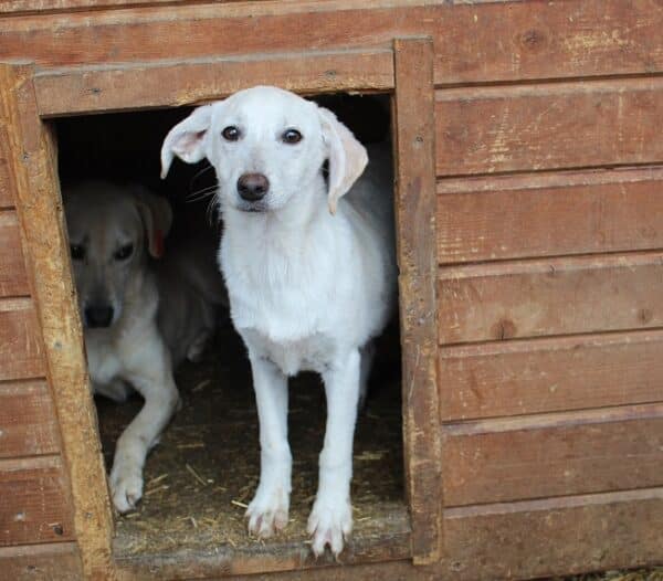 BLANCA - reserviert Tierhilfe Lebenswert - vermittelt – Bild 3