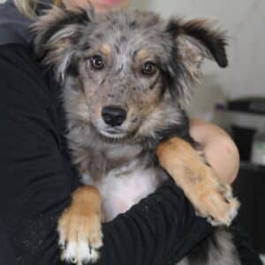 BLUE  – reserviert Tierhilfe Lebenswert DR 31.10. - vermittelt