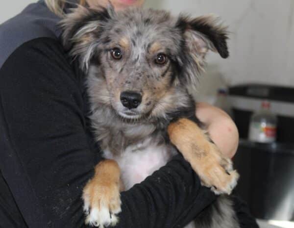 BLUE  – reserviert Tierhilfe Lebenswert DR 31.10. - vermittelt