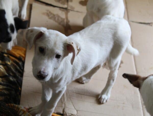 KORAY - reserviert Tierhilfe Lebenswert DR 11.01. - vermittelt – Bild 3