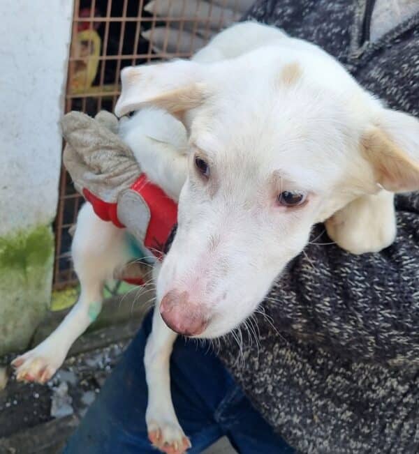 KORAY - reserviert Tierhilfe Lebenswert DR 11.01. - vermittelt – Bild 4