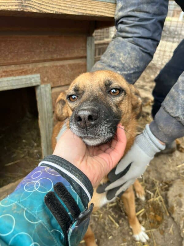 HELIA (♀) - ausgereist zu Tiere in Not Odenwald (PM) – Bild 14