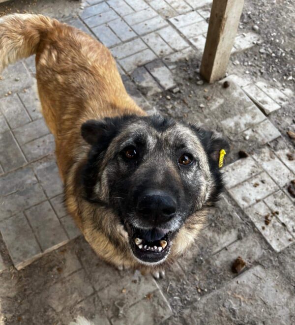 BELLINA (♀) – Bild 16