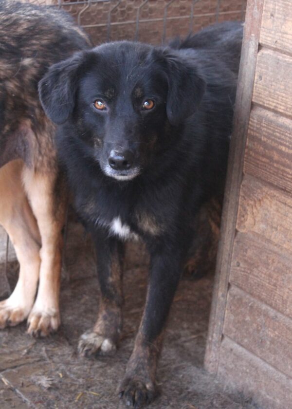SIENNA (♀) – Bild 13