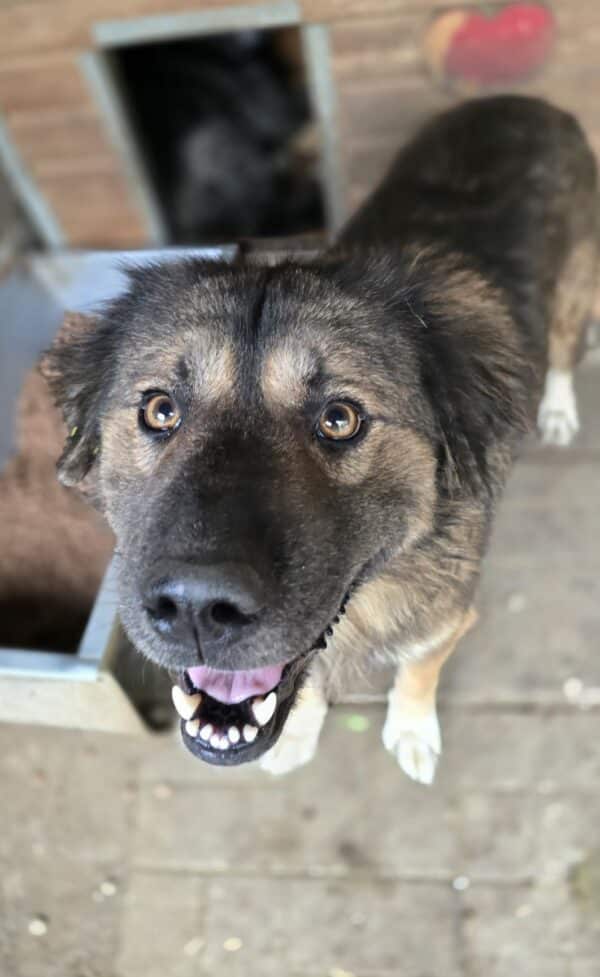 GWENY - ausgereist zu Tiere in Not Odenwald e.V.