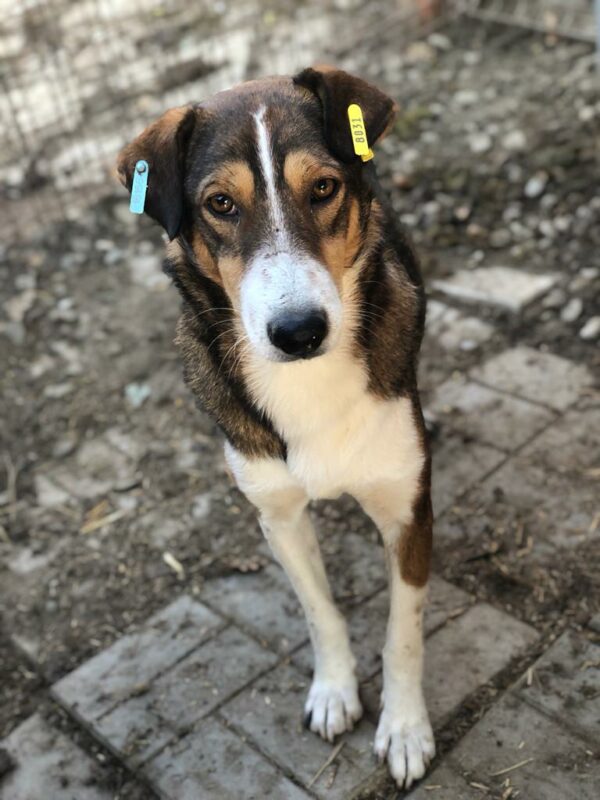 PEBBLES - vermisst 11/24 – Bild 9