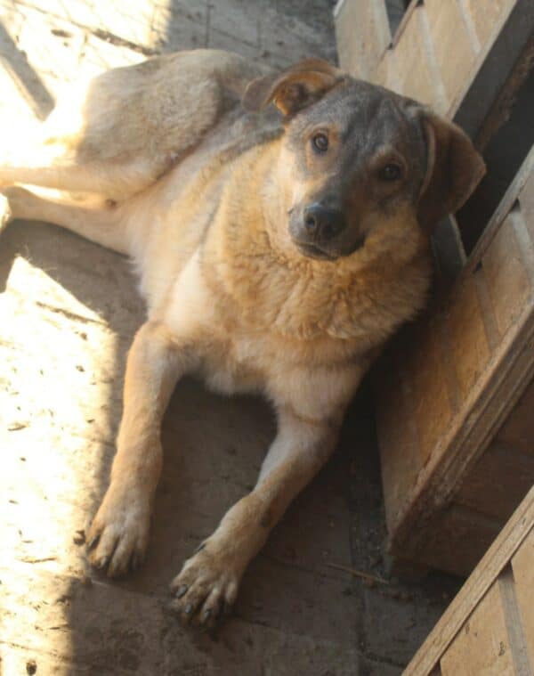 CHINOOK (♂) – Bild 10