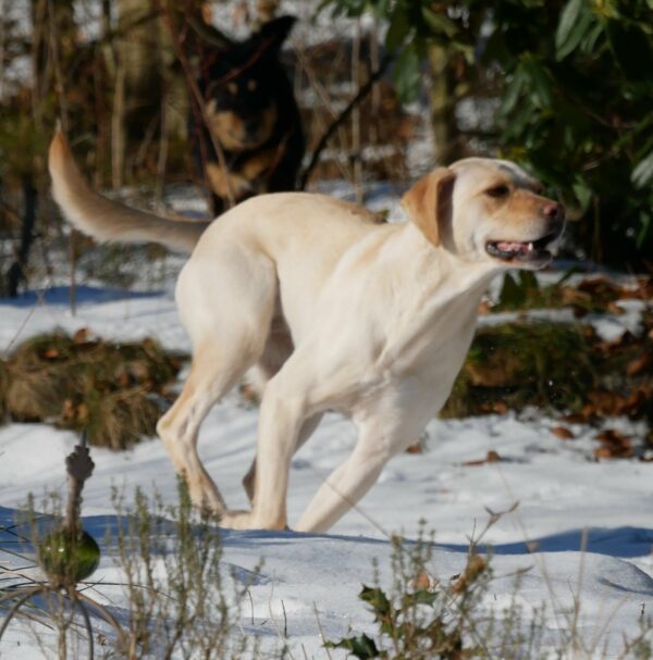 SUSI- Gnadenplatzhund seit dem 06.12.2023 – Bild 10