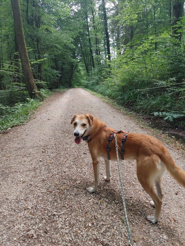Freddy in 73655 Plüderhausen - vermittelt – Bild 5
