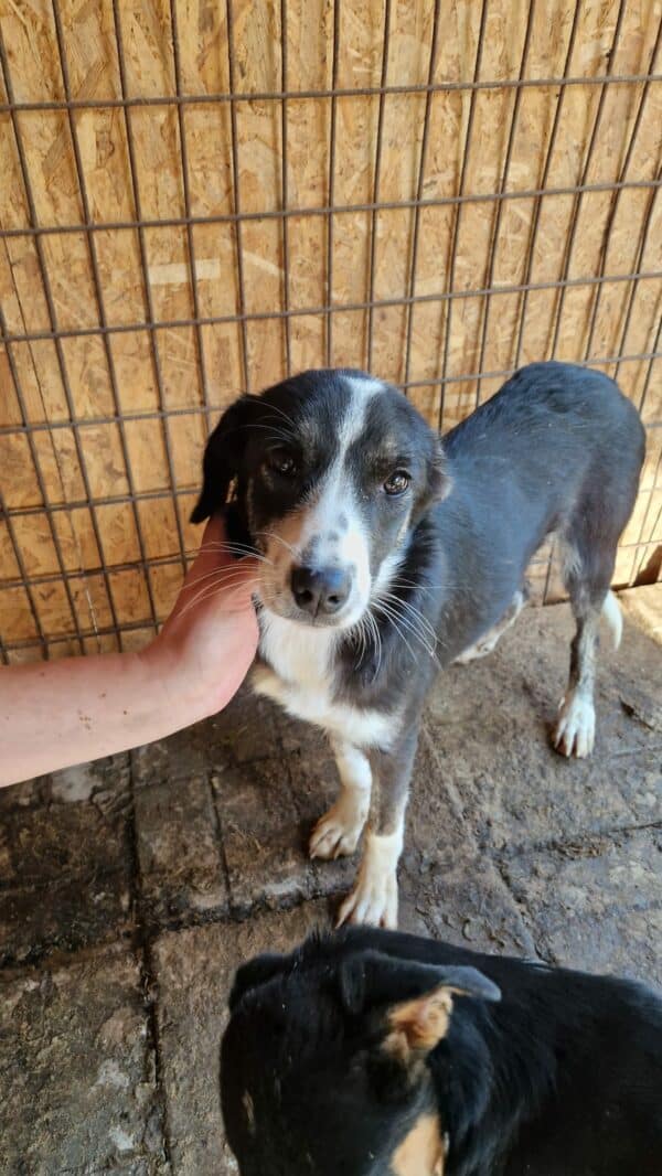JESSY - reserviert Tierhilfe Lebenswert DR 13.11. - vermittelt – Bild 2
